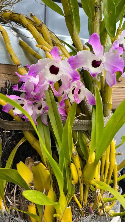 Plumeria Holidays Saint Pierre Buitenkant foto